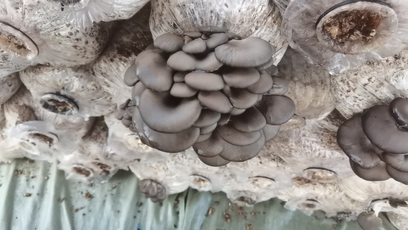 食用菌平菇