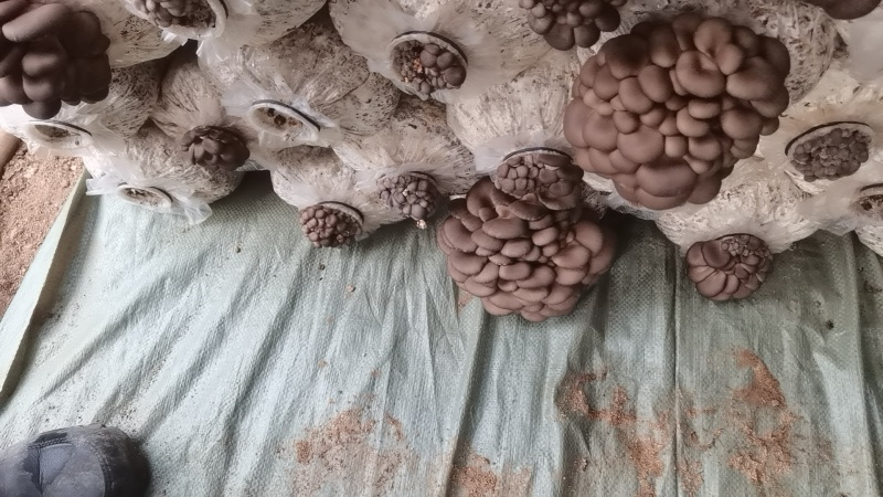 食用菌平菇