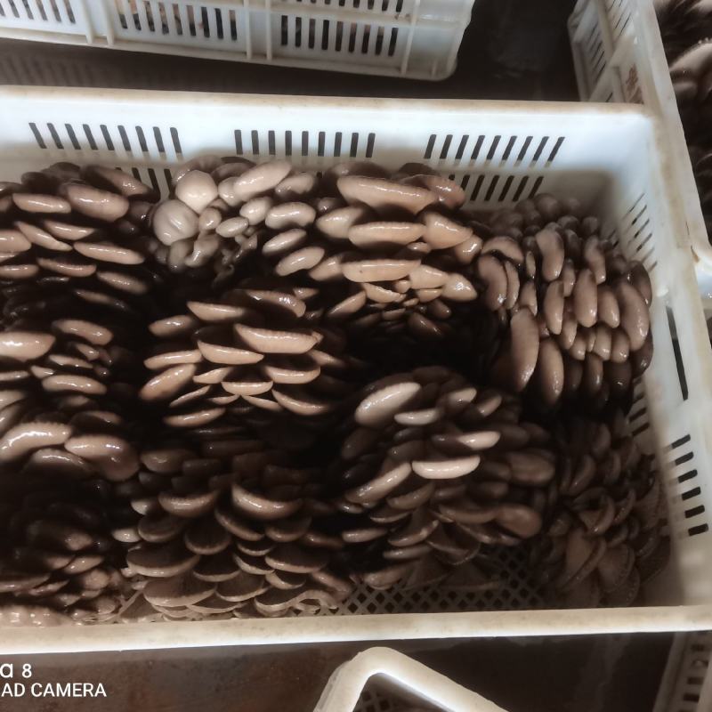 【实力推荐】蘑菇小黑蘑菇产地直发量大从优可视频看货