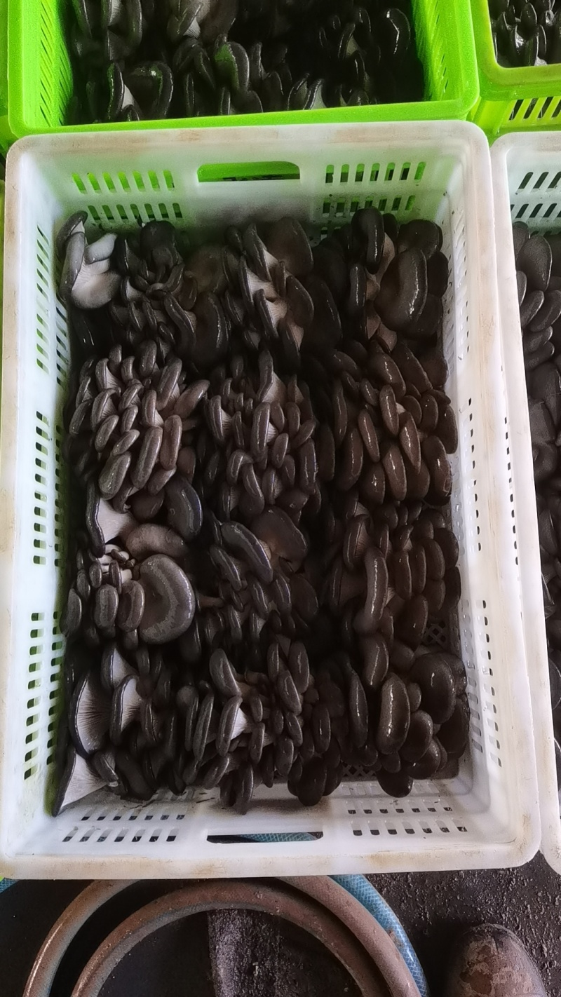 【实力推荐】蘑菇小黑蘑菇产地直发量大从优可视频看货