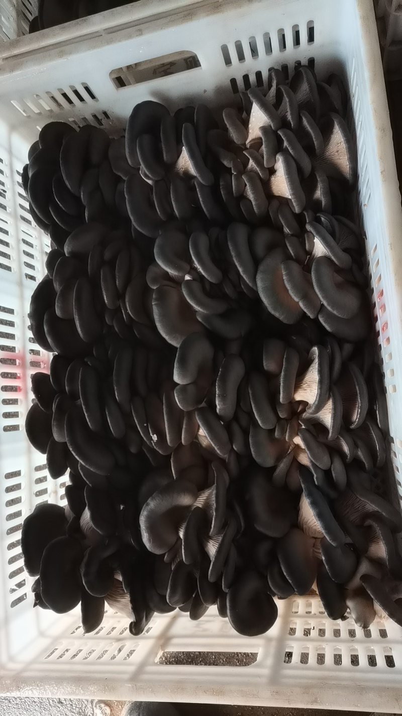【实力推荐】蘑菇小黑蘑菇产地直发量大从优可视频看货
