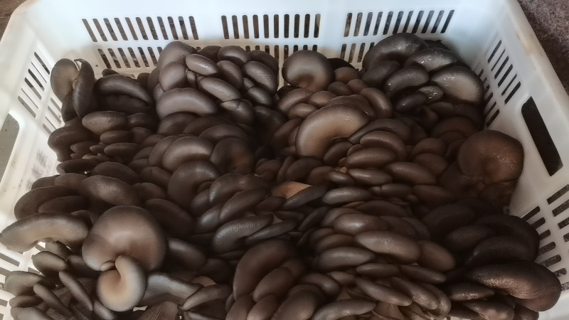 【实力推荐】蘑菇小黑蘑菇产地直发量大从优可视频看货