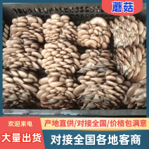 【实力推荐】蘑菇小黑蘑菇产地直发量大从优可视频看货