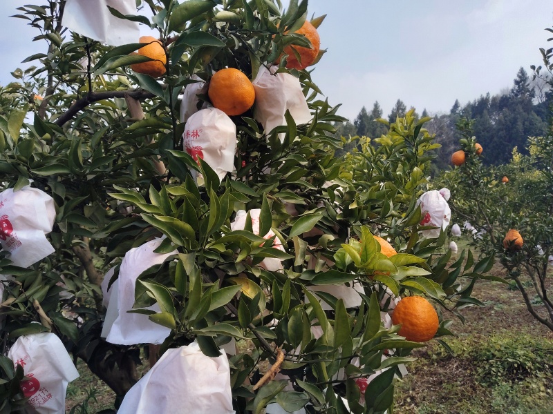 眉山精品耙耙柑，大量现货速发，保质保量欢迎选购