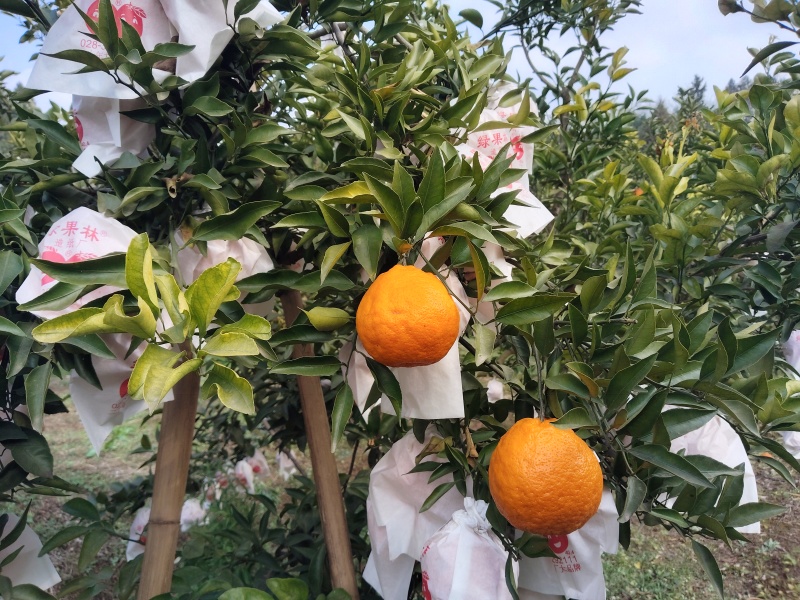 眉山精品耙耙柑，大量现货速发，保质保量欢迎选购