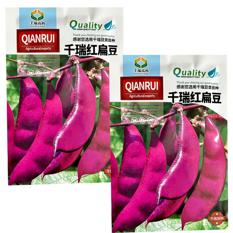 紫眉豆种子千瑞红扁豆角种子早熟爬藤高产四季蔬菜种子