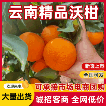 沃柑【云南精品沃柑】，规格齐，供应市场，商超，整车发货