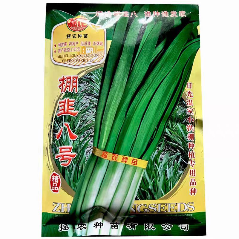 棚韭八号韭菜种子宽大大叶不休眠韭菜种子高产白根韭菜种子