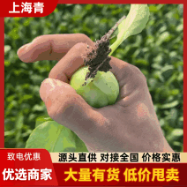 【上海青】河北上海青/精选油菜/小青菜/产地直发大甩卖