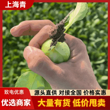 【上海青】河北上海青/精选油菜/小青菜/产地直发大甩卖