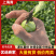 【上海青】河北上海青/精选油菜/小青菜/产地直发大甩卖