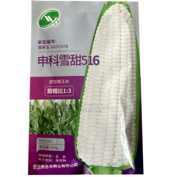 中科雪甜516玉米种子甜加糯玉米100克白玉米大田用种