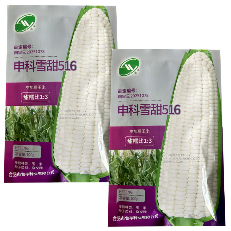 中科雪甜516玉米种子甜加糯玉米100克白玉米大田用种