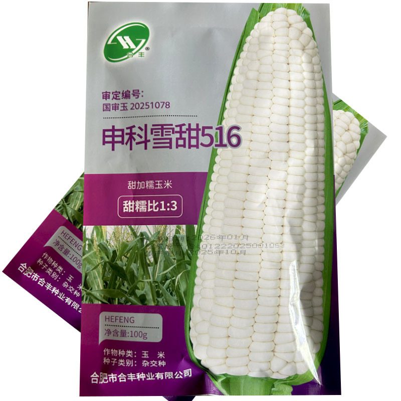 中科雪甜516玉米种子甜加糯玉米100克白玉米大田用种