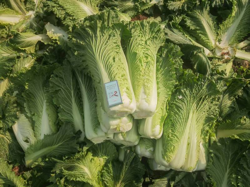 精品秋绿白菜品质保证价格优惠实力商家欢迎合作