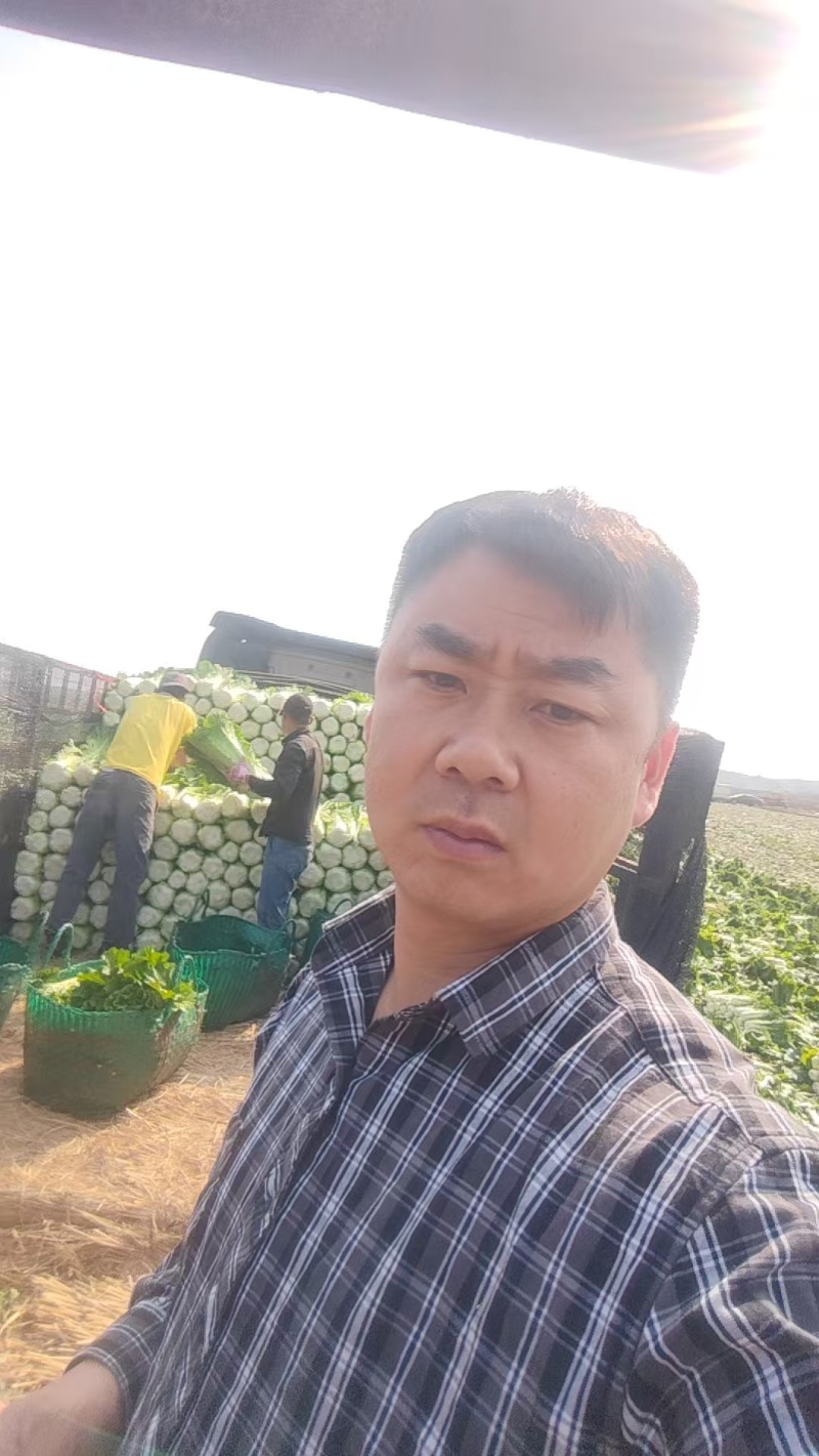 精品秋绿白菜品质保证价格优惠实力商家欢迎合作