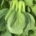 【精品】山东上海青油菜常年供货全渠道青菜欢迎咨询