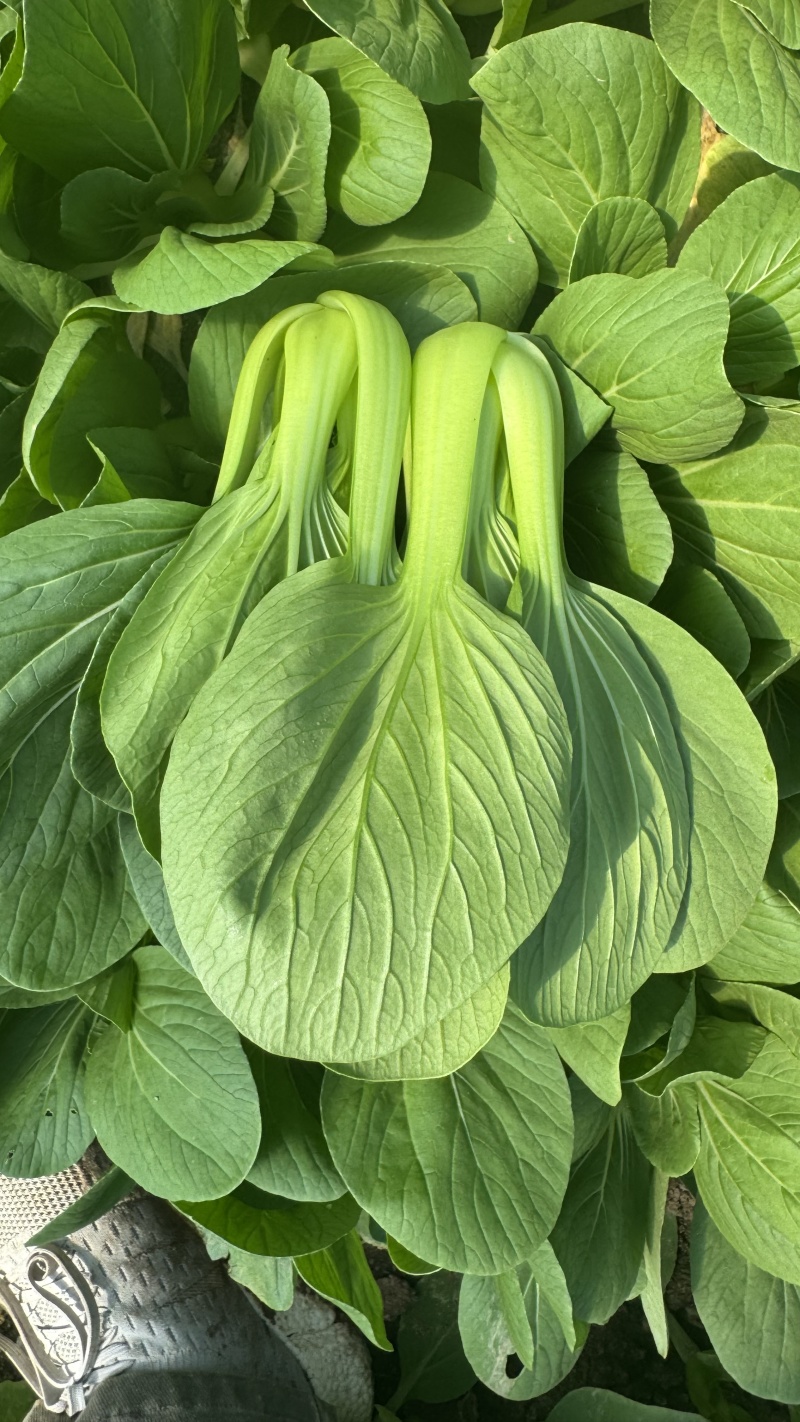 【精品】山东上海青油菜常年供货全渠道青菜欢迎咨询