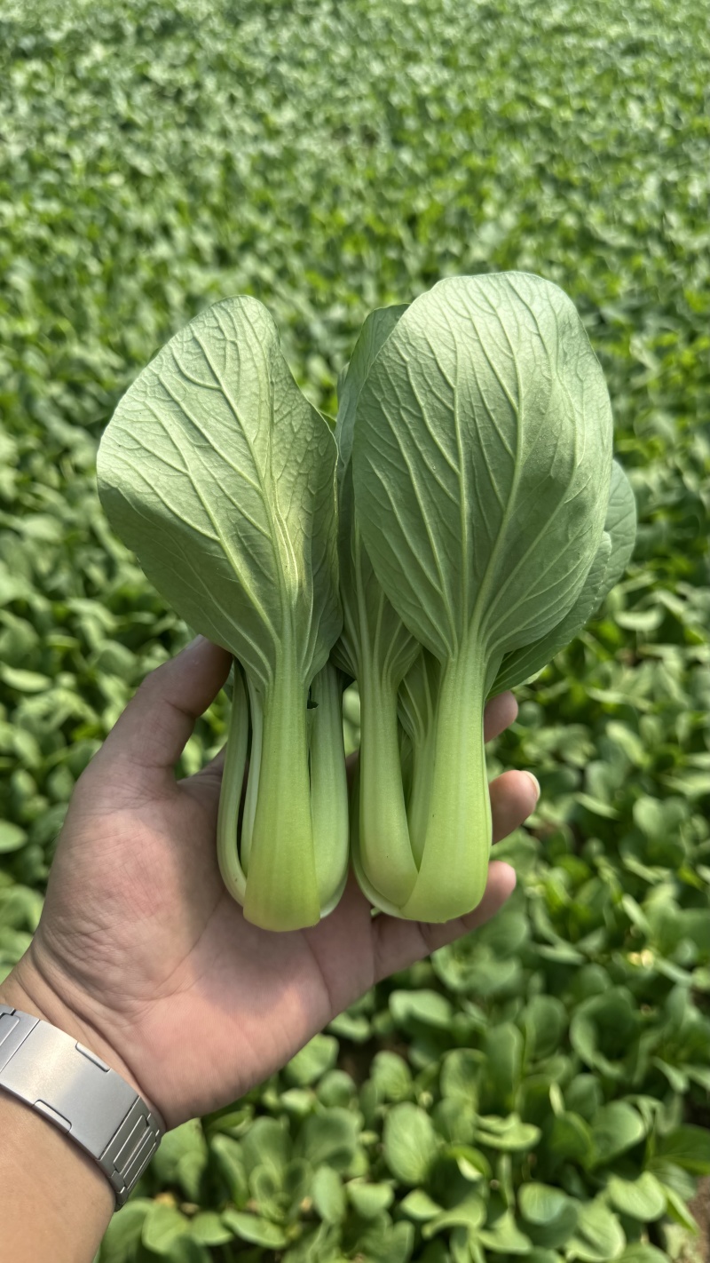 【精品】山东上海青油菜常年供货全渠道青菜欢迎咨询