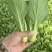 【精品】山东上海青油菜常年供货全渠道青菜欢迎咨询