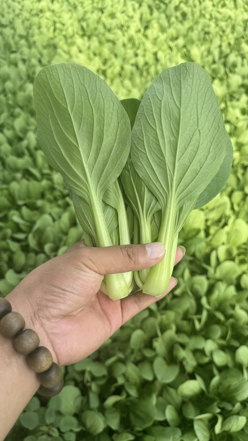 【精品】山东上海青油菜常年供货全渠道青菜欢迎咨询