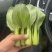 【精品】山东上海青油菜常年供货全渠道青菜欢迎咨询