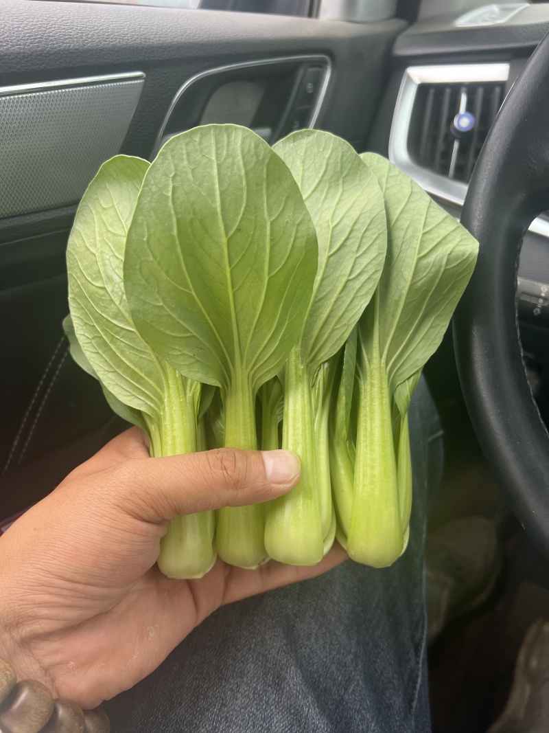 【精品】山东上海青油菜常年供货全渠道青菜欢迎咨询