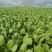 【精品】山东上海青油菜常年供货全渠道青菜欢迎咨询