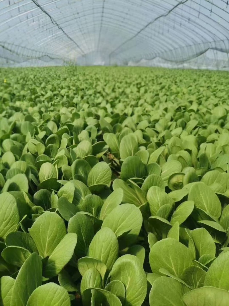 【精品】山东上海青油菜常年供货全渠道青菜欢迎咨询