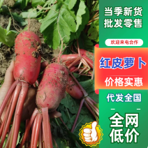 安徽红皮萝卜基地直发（一手货源）量大从优，欢迎来电洽谈