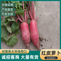 安徽精品红皮萝卜大量上市产地一手货源欢迎来电咨询