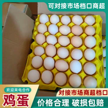 鸡蛋粉蛋普通蛋初生蛋品类齐全可对接全国市场客商视频