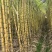 广西本地精品青皮甘蔗/量大从优产地直发诚信经营