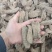乌天麻云南乌天麻昭通小草坝乌天麻乌天麻批发代发
