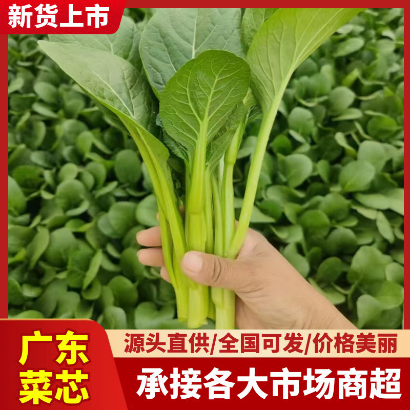 山东曹县菜芯新鲜上市，一手货源，产地直发欢迎新老客户下单