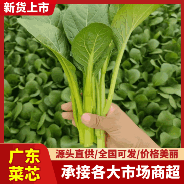 山东曹县菜芯新鲜上市，一手货源，产地直发欢迎新老客户下单