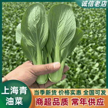 【精品】山东上海青油菜常年供货全渠道青菜欢迎咨询