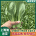 【精品】山东上海青油菜常年供货全渠道青菜欢迎咨询