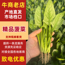 山东曹县菠菜新鲜上市，对接市场，档口商超，一手品质有保障