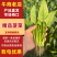 山东曹县菠菜新鲜上市，对接市场，档口商超，一手品质有保障