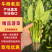 山东曹县菠菜新鲜上市，对接市场，档口商超，一手品质有保障