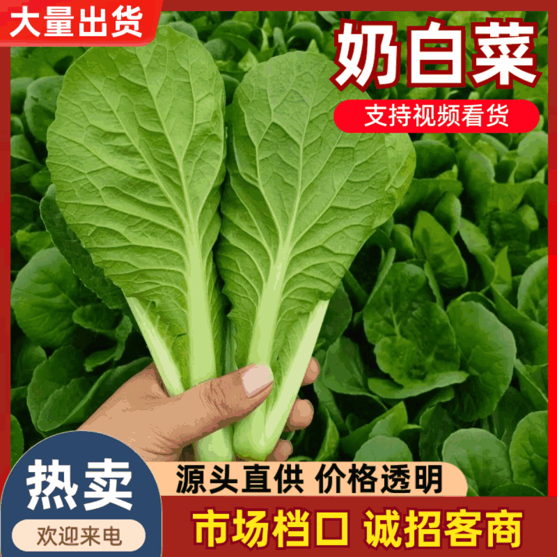 山东曹县快菜大量上市，对接各大电商平台，量大从优！