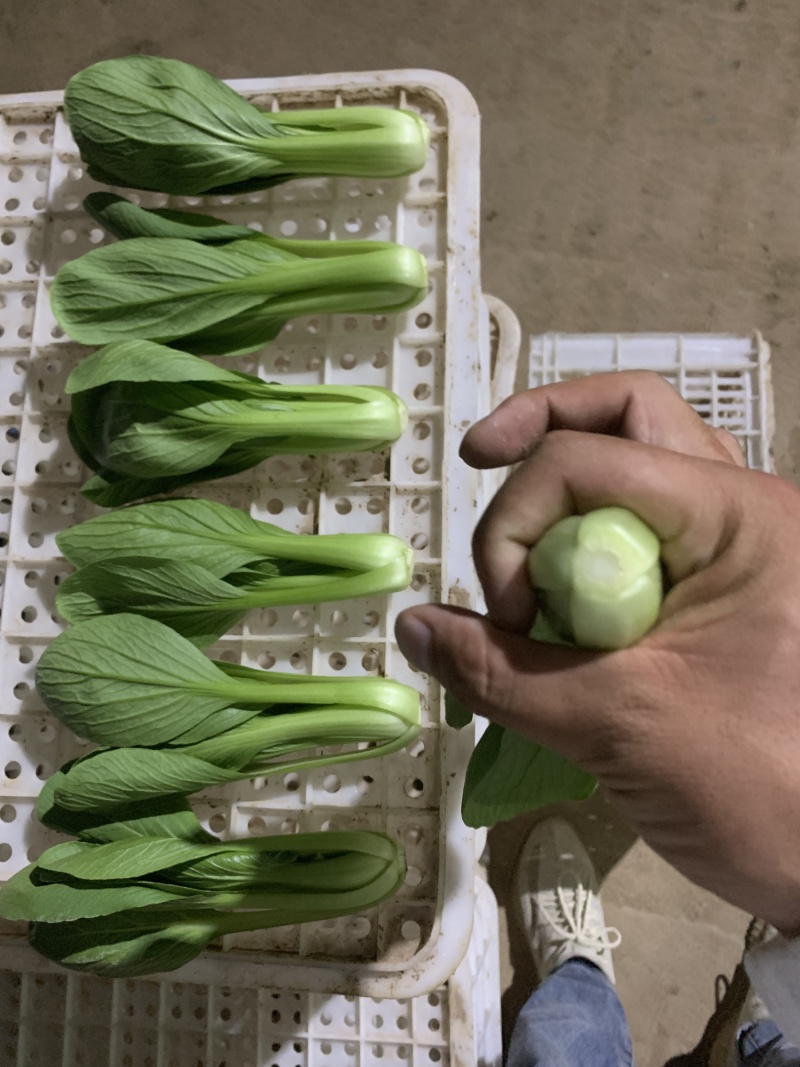 山东曹县上海青油菜，一手货源，基地直发，量大从优欢迎咨询