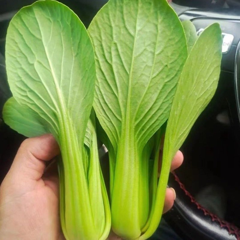 山东曹县上海青油菜，一手货源，基地直发，量大从优欢迎咨询