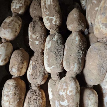 汉中鄂莲6号颜色好条形好颜色好承接批发