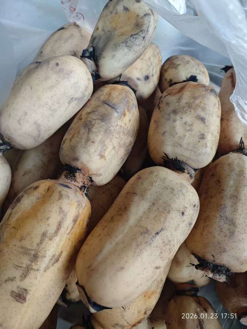 城固原产地白莲藕粉藕货量大出货快耐运输全国接单承接加工