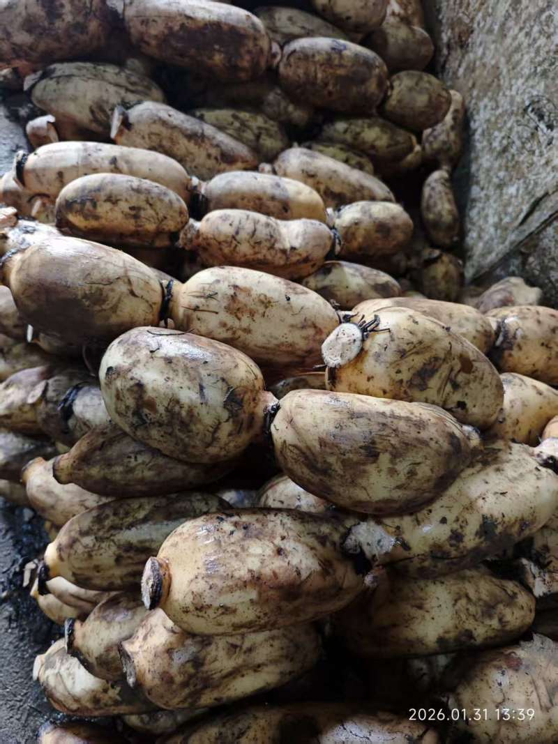 城固原产地白莲藕粉藕货量大出货快耐运输全国接单承接加工
