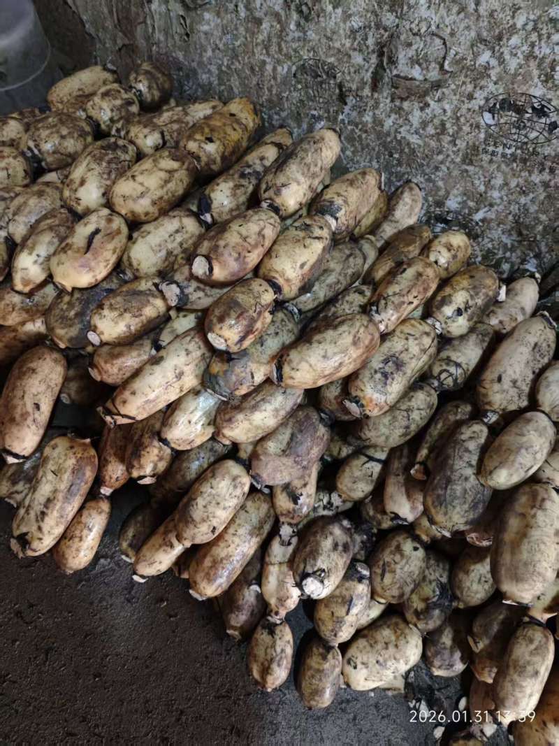 城固原产地白莲藕粉藕货量大出货快耐运输全国接单承接加工