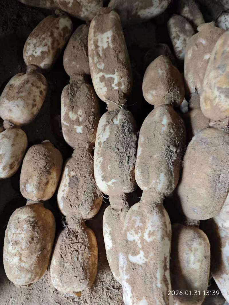 城固原产地白莲藕粉藕货量大出货快耐运输全国接单承接加工