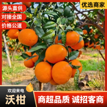 【热卖中】福建沃柑树上果无核沃柑大量上市市场货商超电商